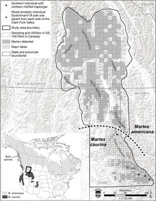 Carnivore Contact: A Species Fracture Zone Delineated Amongst Genetically Structured North American Marten Populations (Martes americana and Martes caurina)